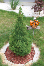 Tedls H&uuml;ttenwerke, ? B&auml;umchen