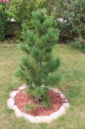 Tedls H&uuml;ttenwerke, Zirbe