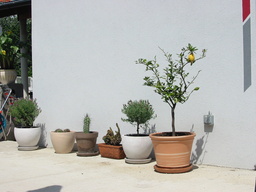 Tedls H&uuml;ttenwerke, 