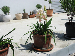 Tedls H&uuml;ttenwerke, 