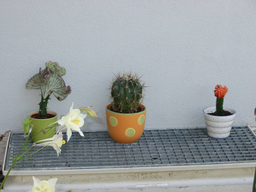 Tedls H&uuml;ttenwerke, 