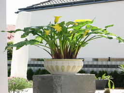 Tedls H&uuml;ttenwerke, 