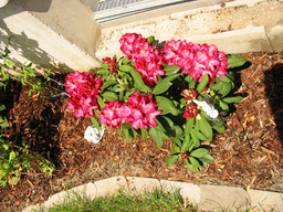 Tedls H&uuml;ttenwerke, 