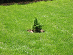 Tedls H&uuml;ttenwerke, 