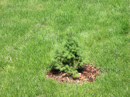 Tedls H&uuml;ttenwerke, 