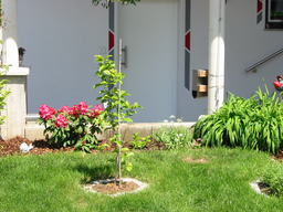 Tedls H&uuml;ttenwerke, 